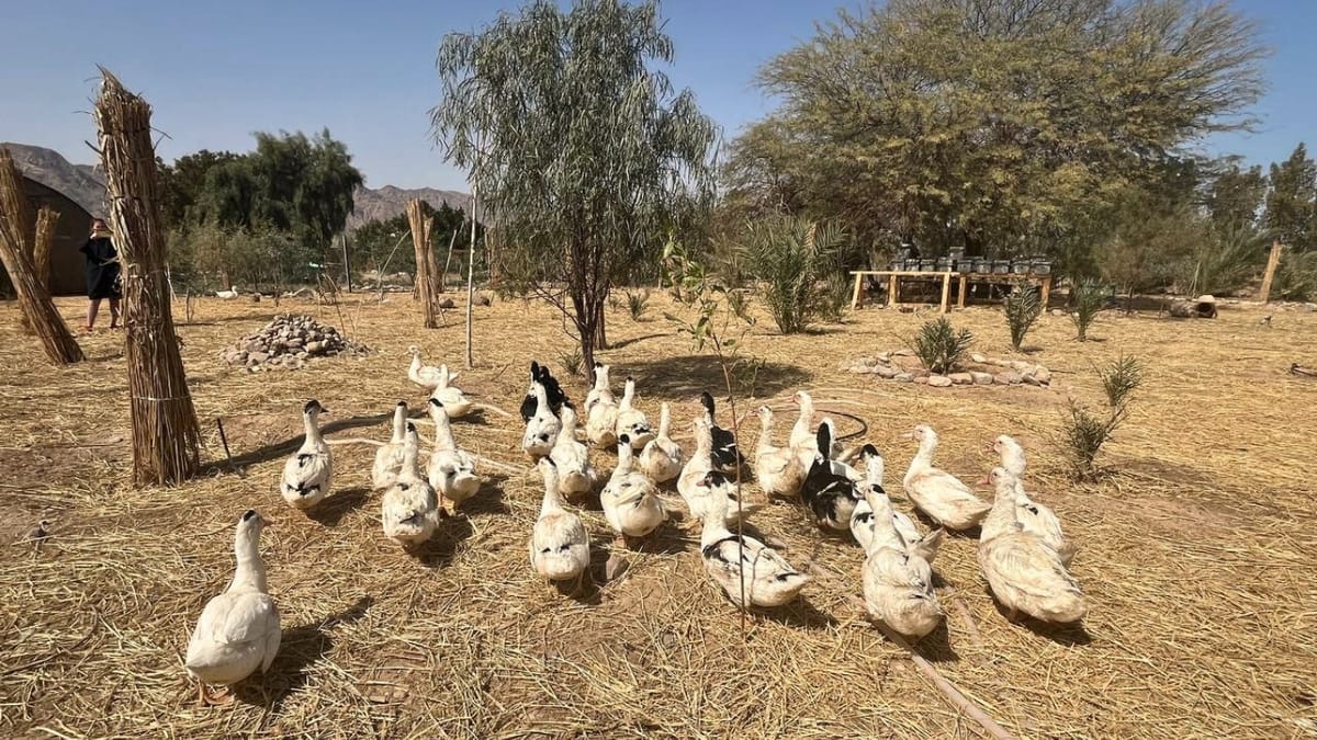 Agro-tourism In Sinai: Visiting 5 Farms In The Desert