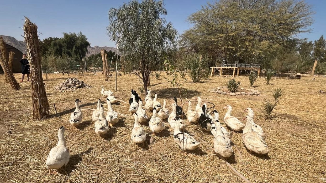 Agro-Tourism In Sinai-EcoNueva-Featured Ima